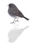 Sperlingsvogel